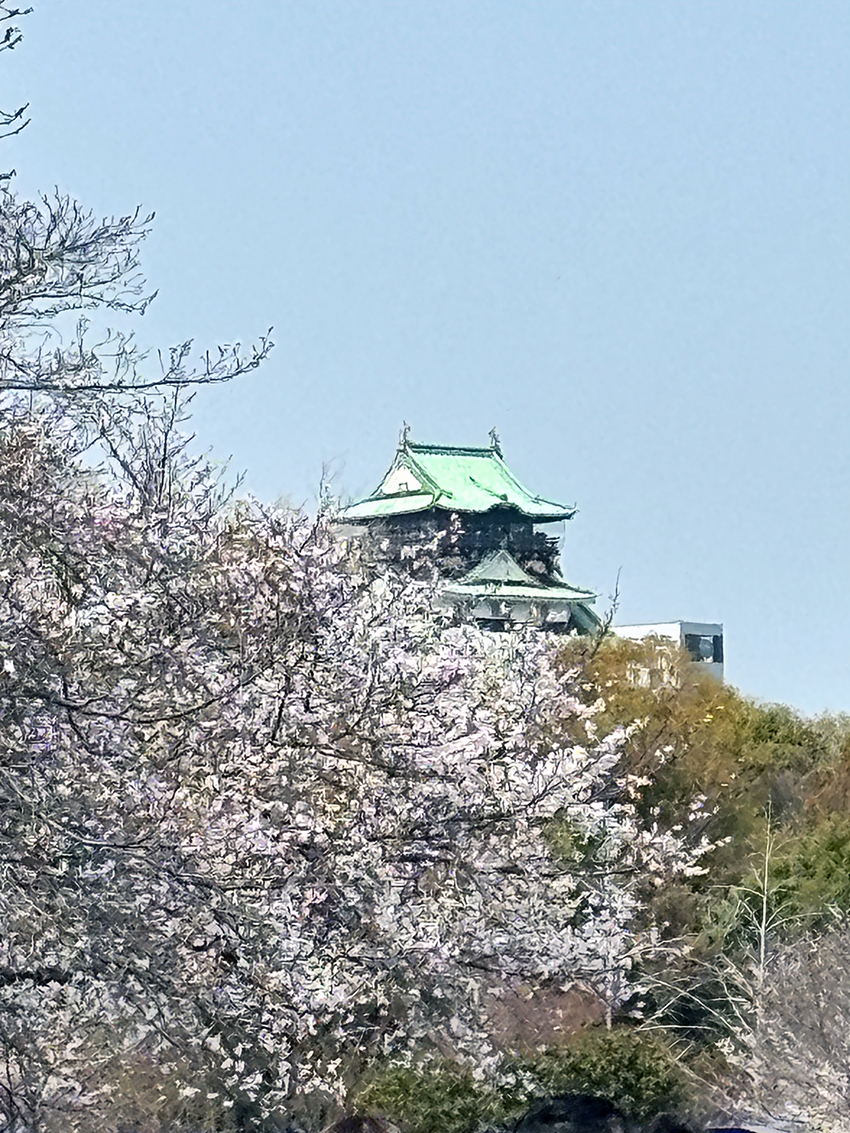 大阪城と桜、美しい写真。